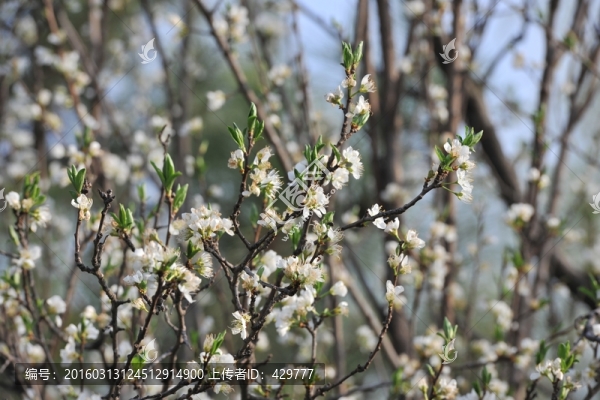李子花
