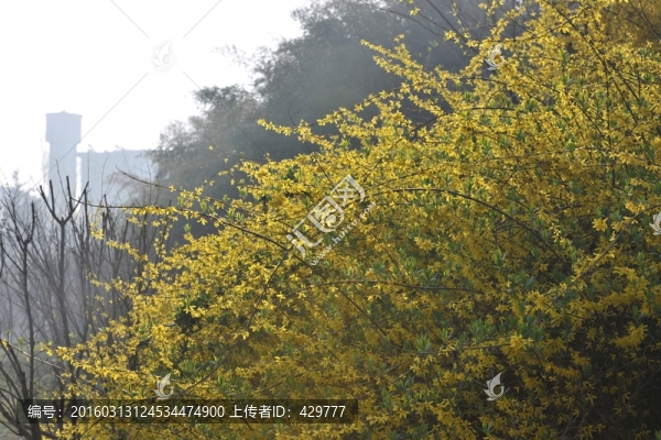 公園風(fēng)景,連翹