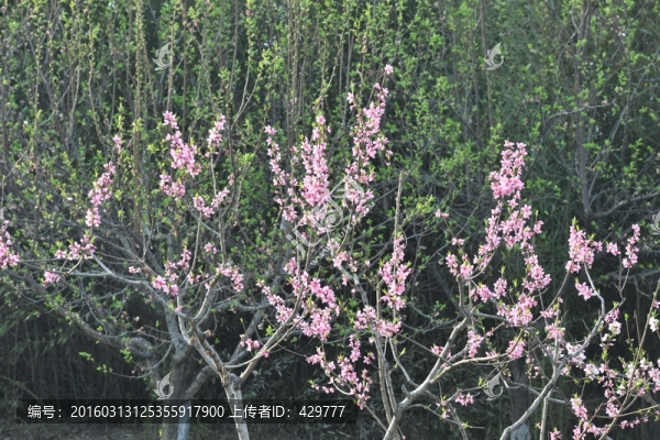 桃花朵朵