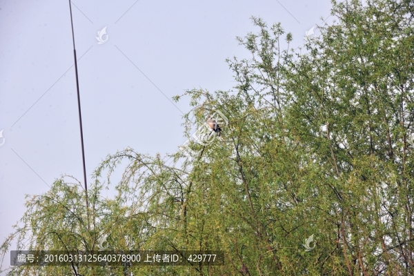 柳樹上的鴿子
