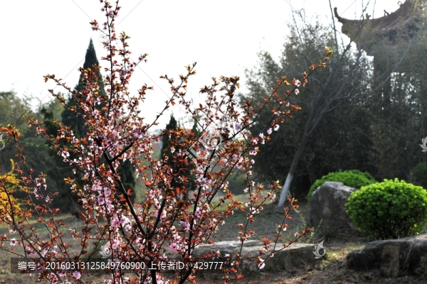 春天公園風(fēng)景