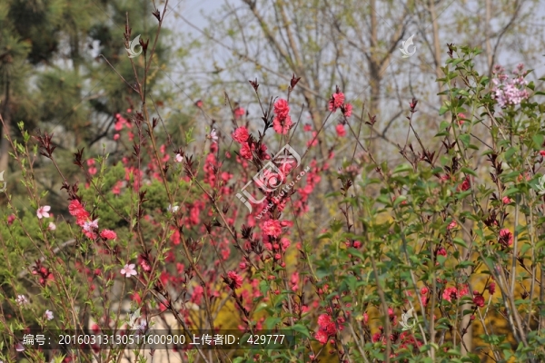 紅桃花