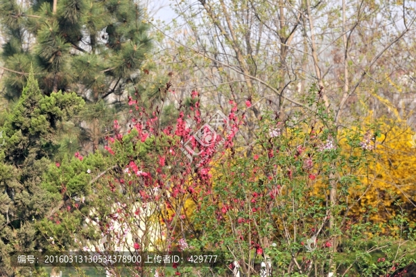 紅桃花,公園春天