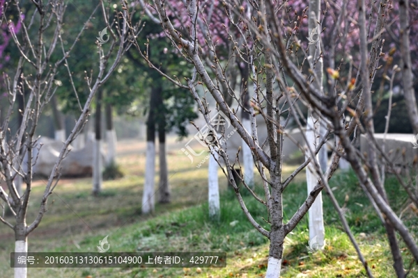 公園風景