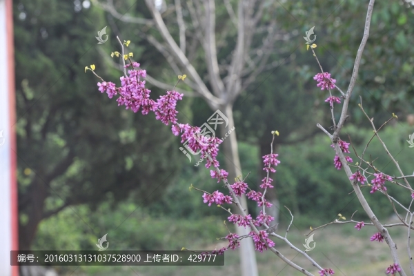 紫荊花,春天公園