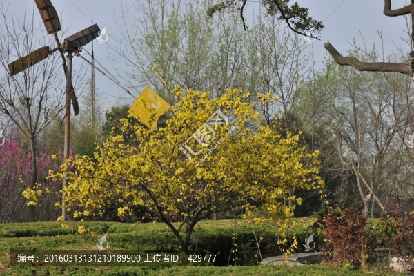 公園風(fēng)景,,春天公園