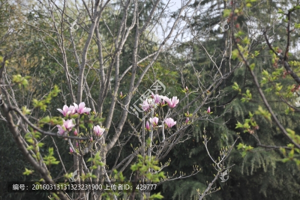 玉蘭花,春天