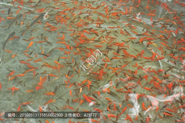 金魚苗