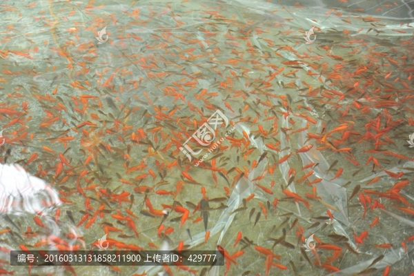 魚苗