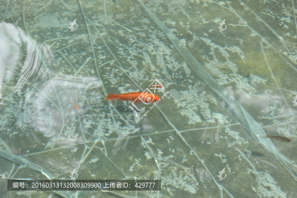 魚,金魚,游魚,觀賞魚