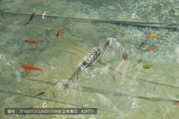 魚,金魚,游魚,觀賞魚