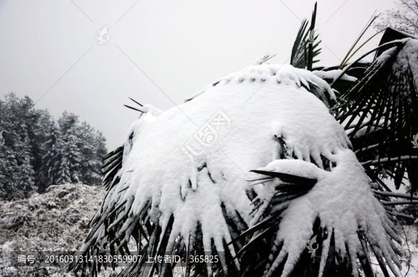 雪景