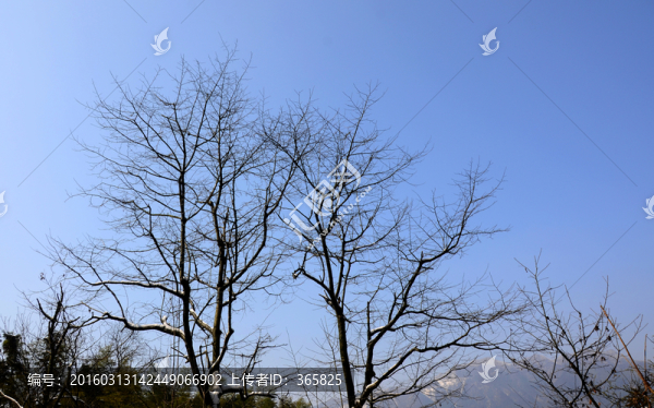 樹枝