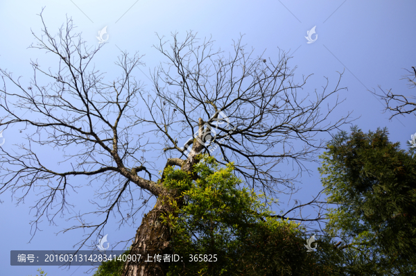 樹枝