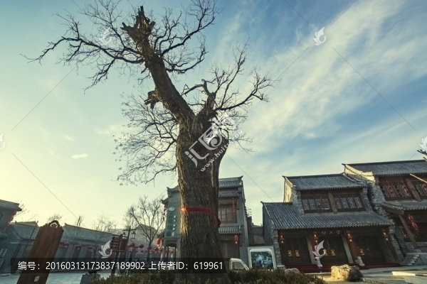 古街古槐
