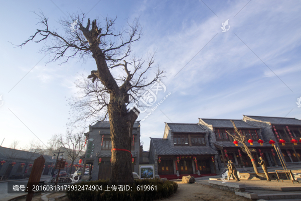 古街古槐