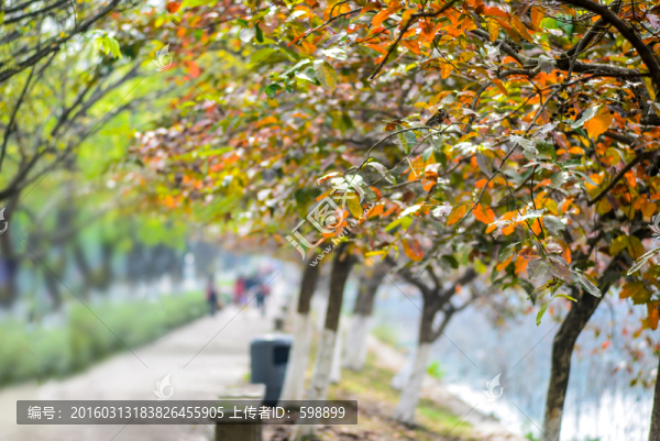 紅葉