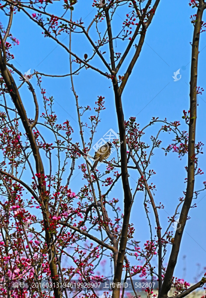 海棠花和鳥