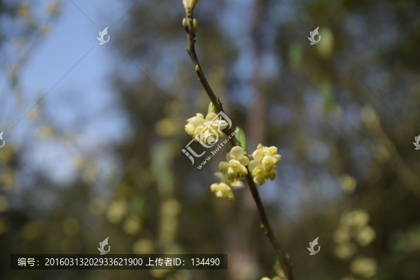 野花,山花,花兒