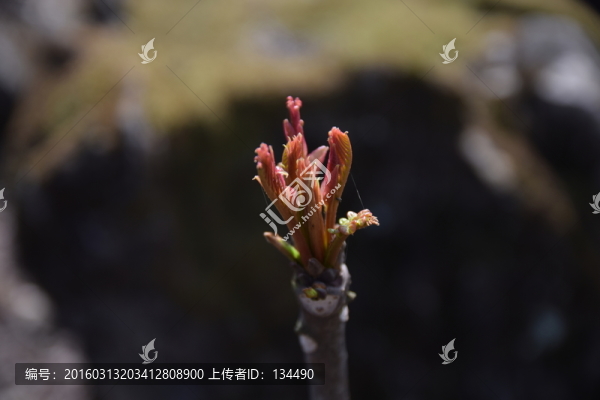 香椿,椿芽