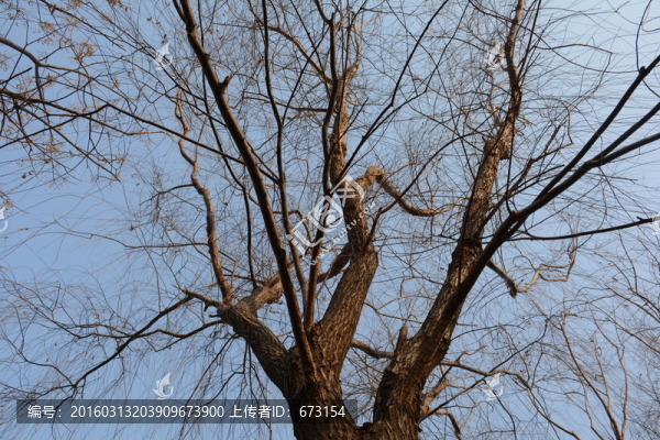 柳樹枝