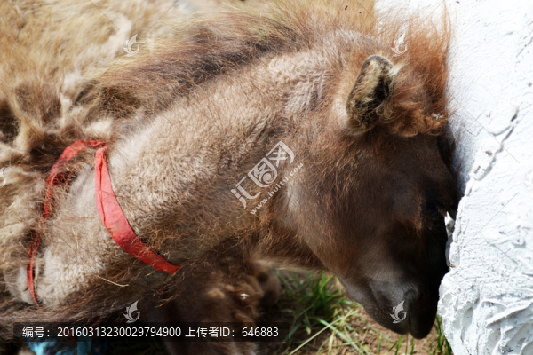 小駱駝