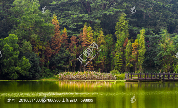湖岸森林