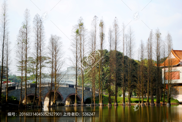 植物園,湖泊,橋