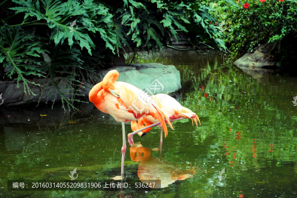 紅鸛,紅鶴,火烈鳥