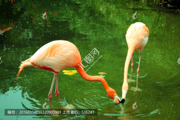 紅鸛,紅鶴,火烈鳥