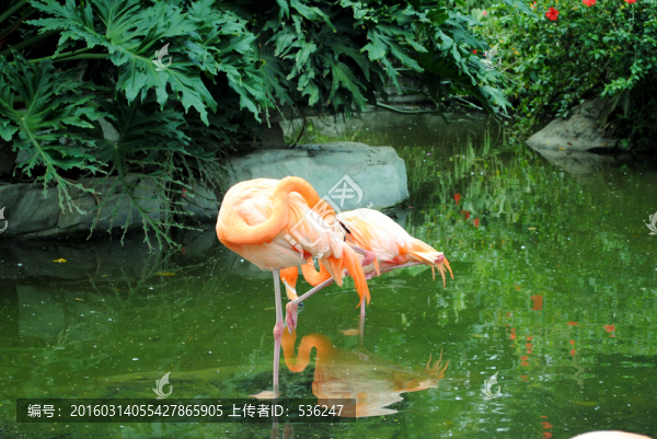 紅鸛,紅鶴,火烈鳥