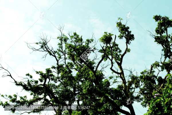 古樹枝,古樹