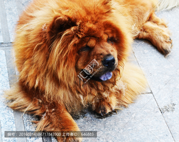 松獅犬
