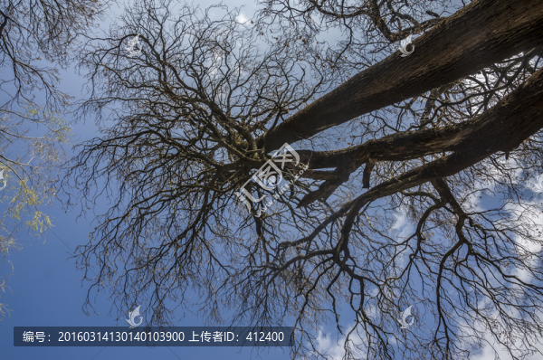 老樹