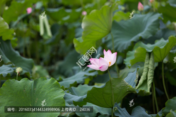 荷花,荷塘