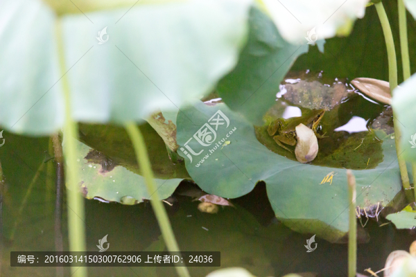 荷葉