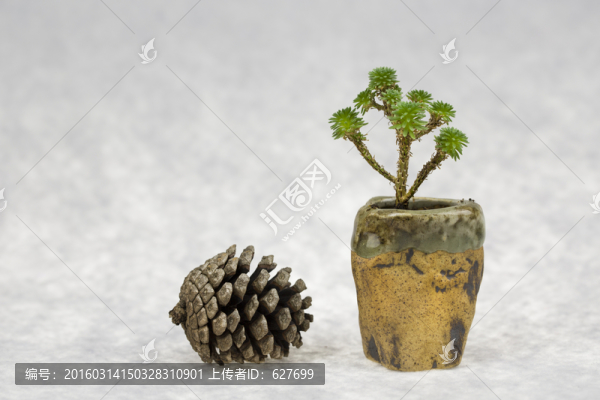 多肉植物球松