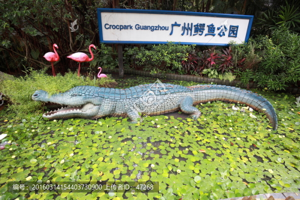 鱷魚