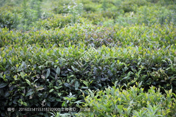 綠茶