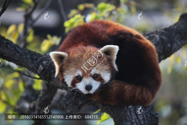 小熊貓