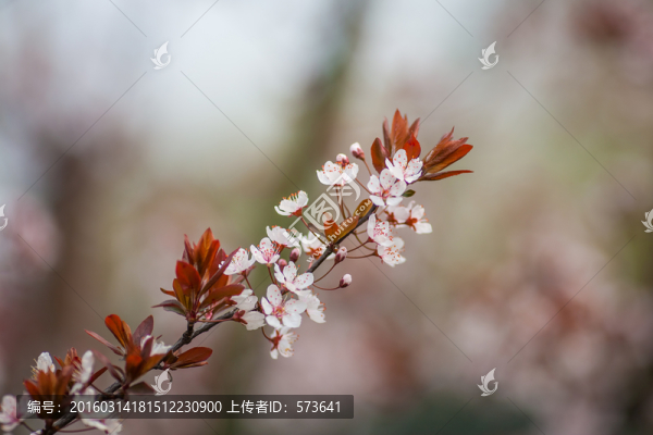 櫻花盛開了