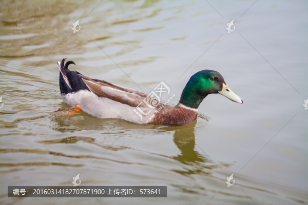 河水里的鴛鴦
