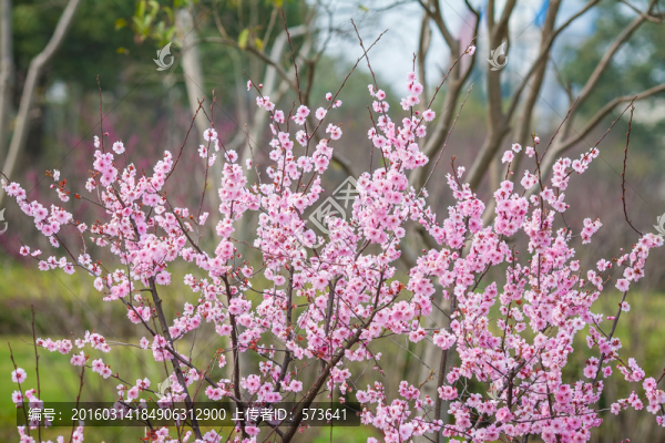 浪漫櫻花