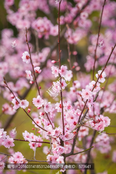 櫻花