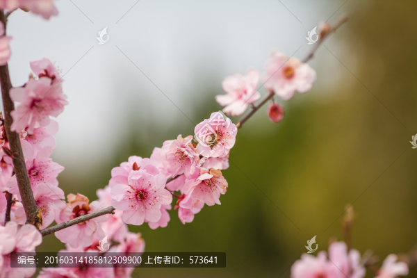 浪漫櫻花