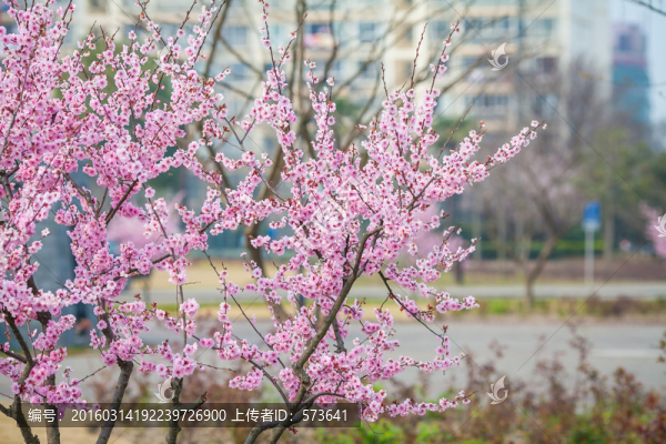 浪漫櫻花