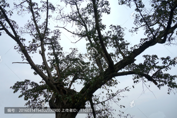 樹(shù),樹(shù)枝,樹(shù)影