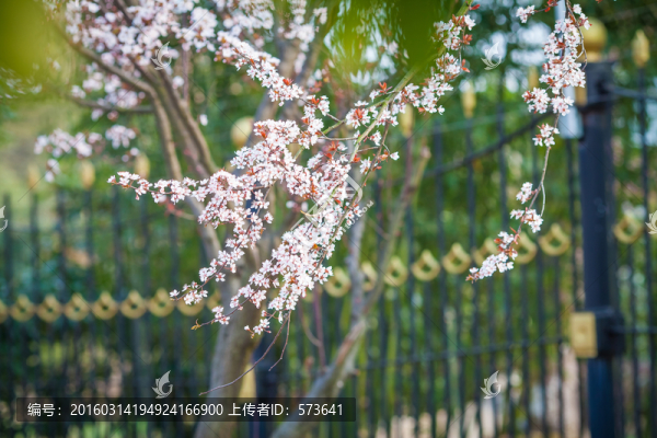 櫻花