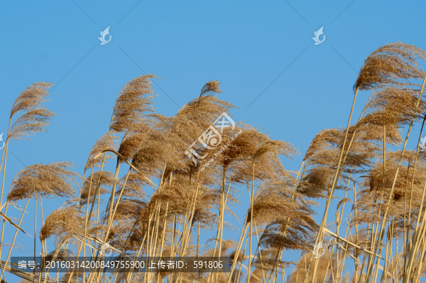 蘆花