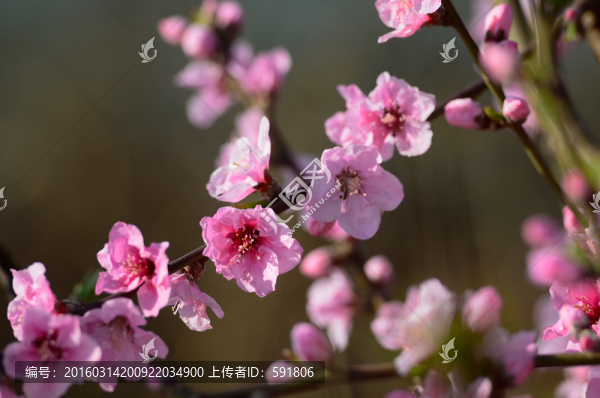 桃花春色